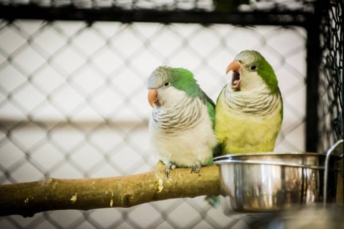 quaker parrot open mouth