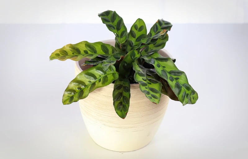 rattlesnake calathea plant (Goeppertia insignis) in a white pot