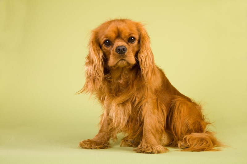 red cavalier king charles spaniel in green background