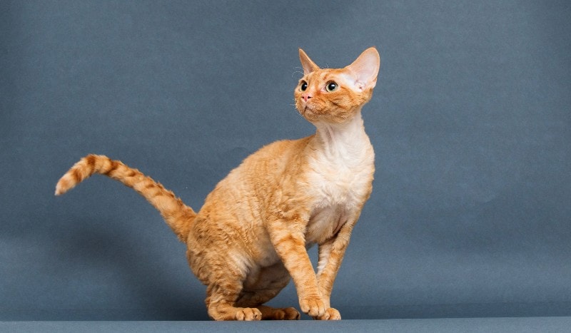 red cornish rex