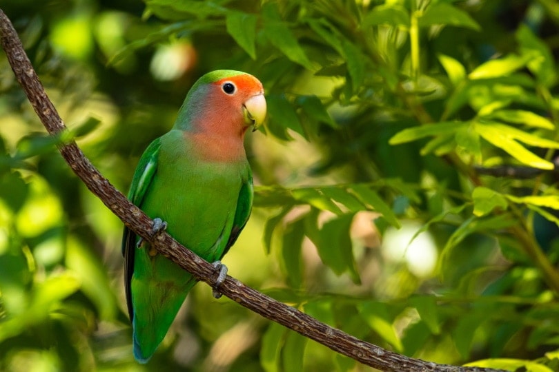 rosy-faced lovebird
