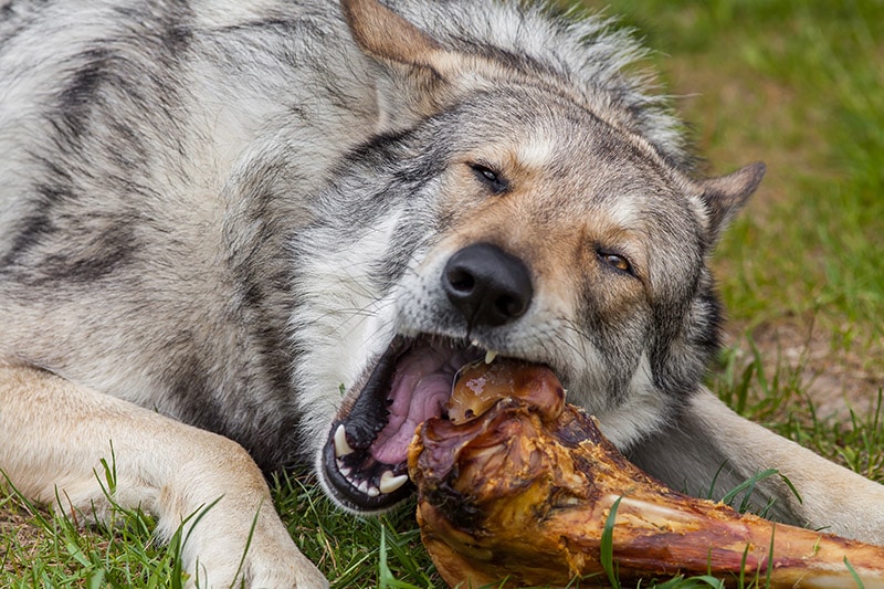 saarloos wolfdog nibbling a bone