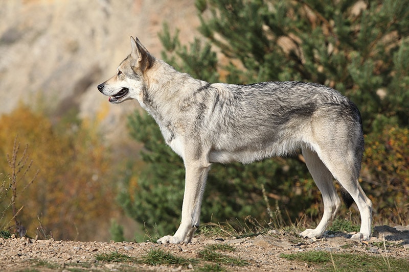 Saarloos Wolfdog on the mountain