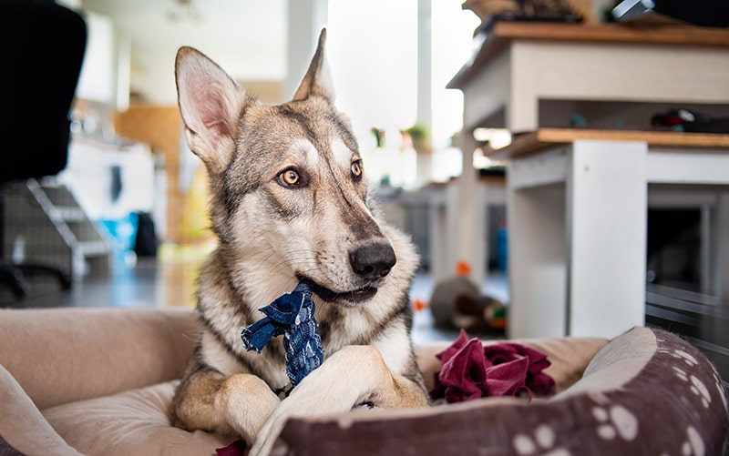 Saarloos Wolfdog playing with its toy in bed