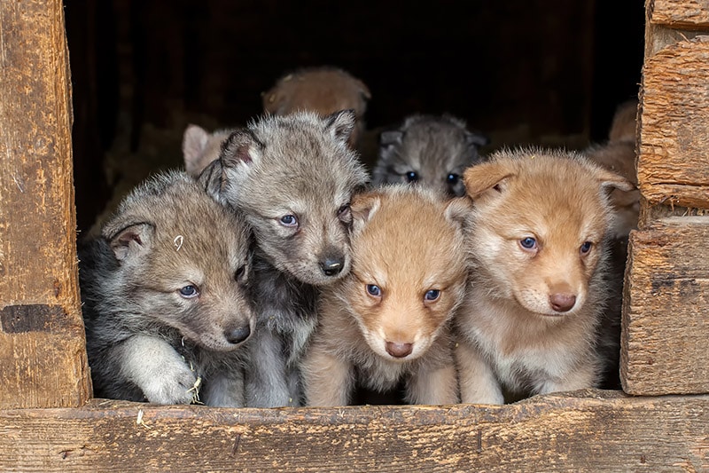 Saarloos Wolfdog puppies inside the dog house