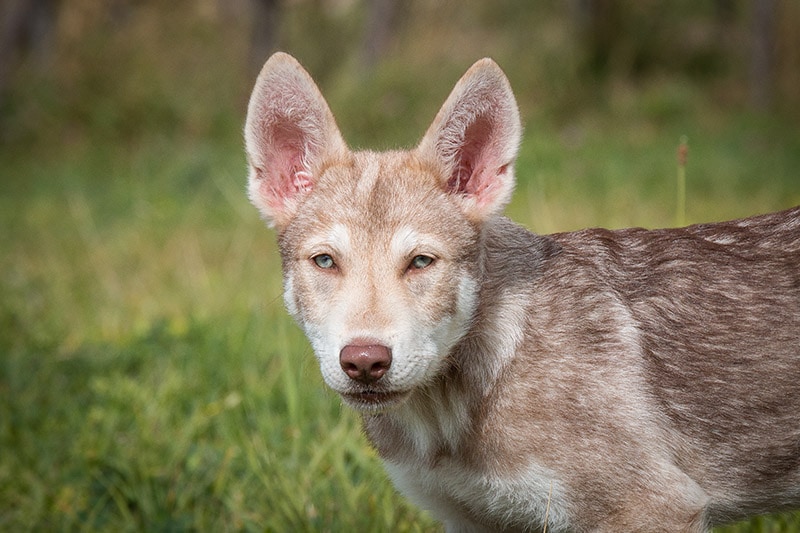 Saarloos Wolfdog Puppy close up