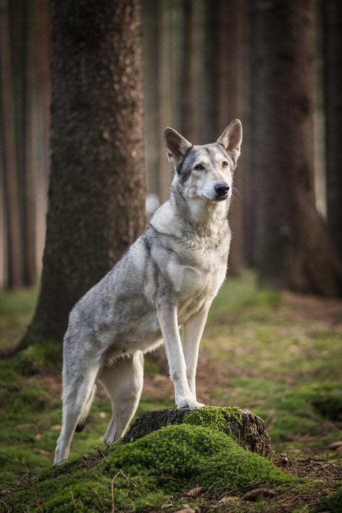 saarloos wolfdog standing on a tree trunk