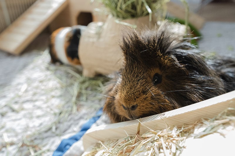 sheba guinea pig and american guinea pig inside the cage