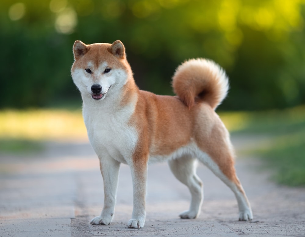 shiba inu dog standing on the road