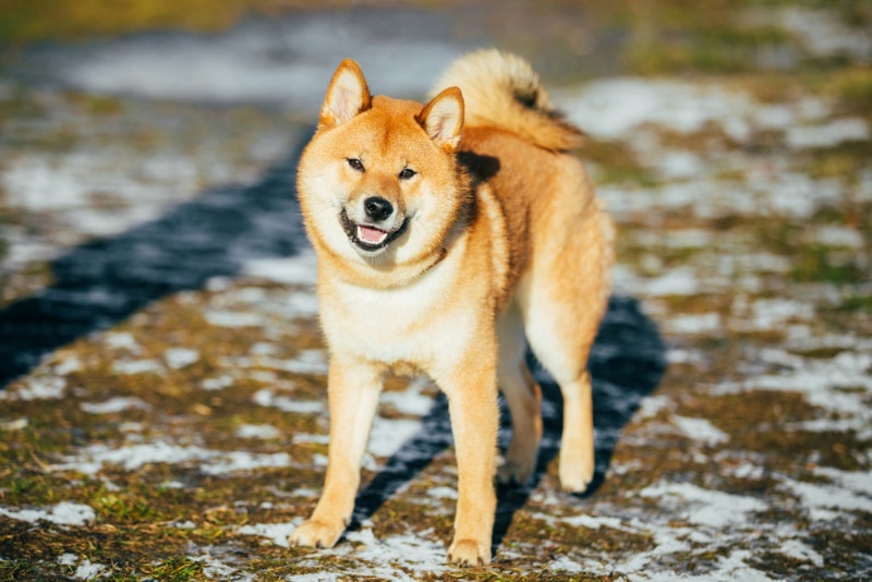 shiba inu dog standing outdoor