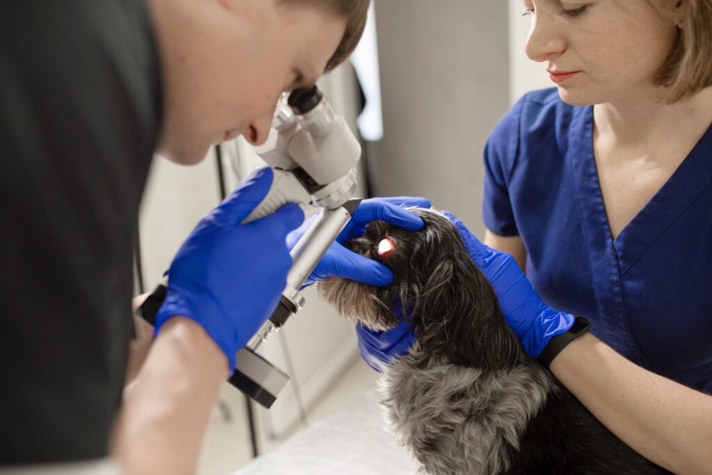 Vet ophthalmologist checking dog eye with slit lamp.