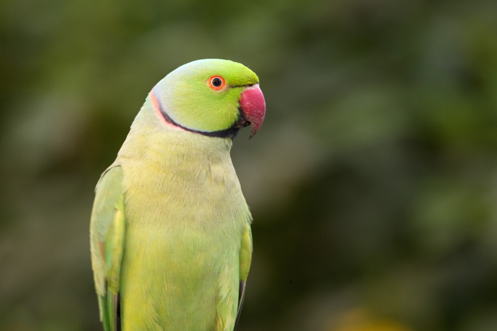 Indian Ringneck parrot