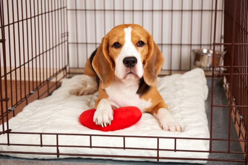 sick beagle dog lying in wire crate cage recovering
