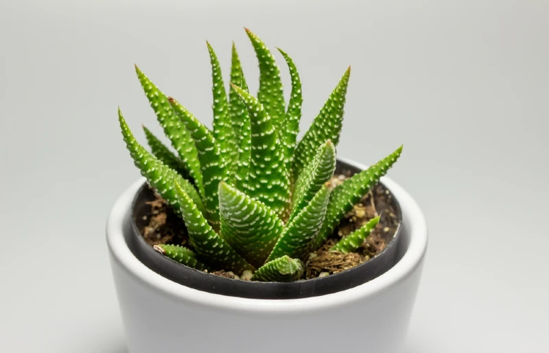 small potted zebra cactus (haworthiopsis attenuata)