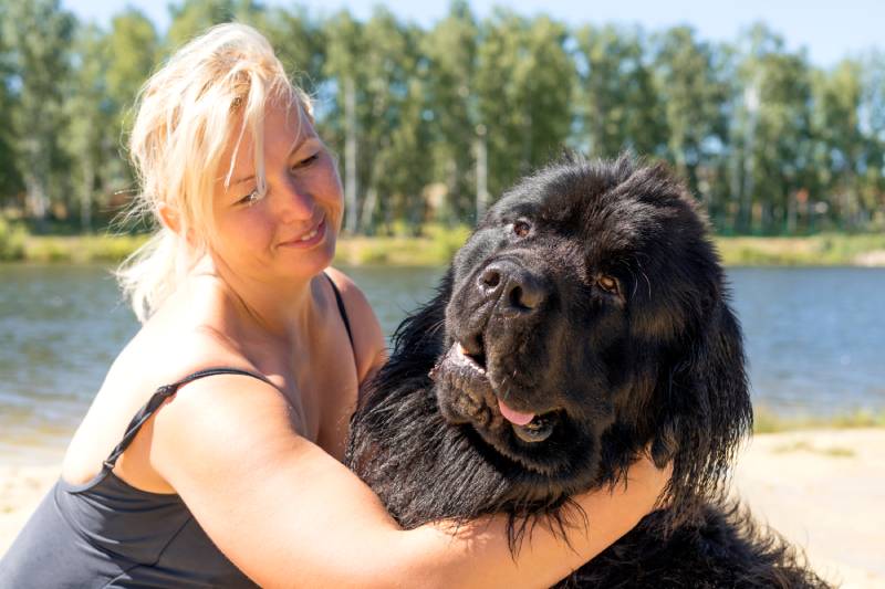 smiling caucasian woman in a swimming suit hugs a Newfoundland dog after swimming in a lake
