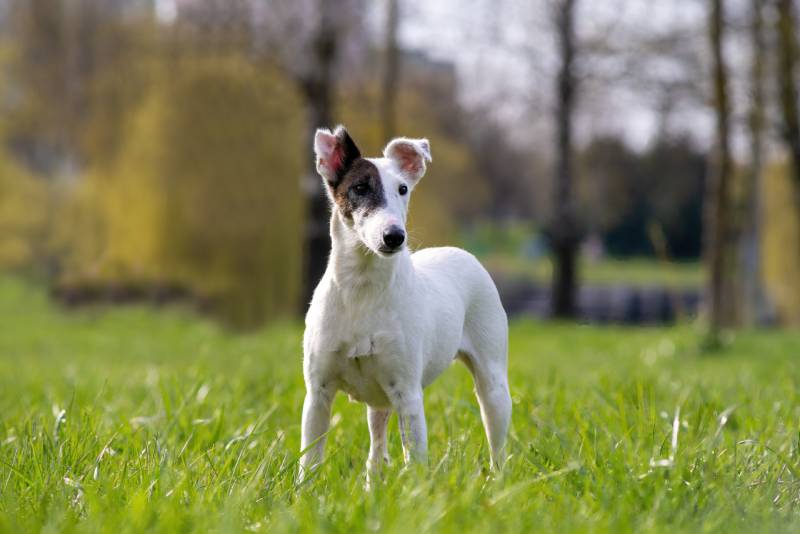 smooth-haired fox terrier dog standing on the grass outdoors