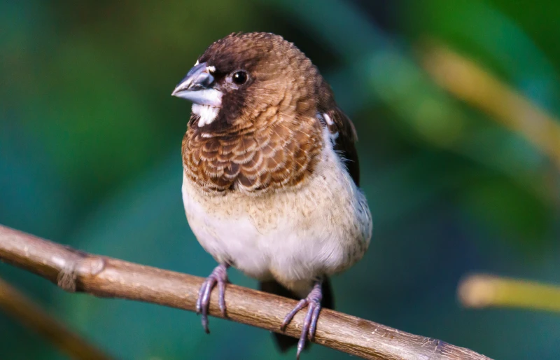 society finch bird sitting on a branch