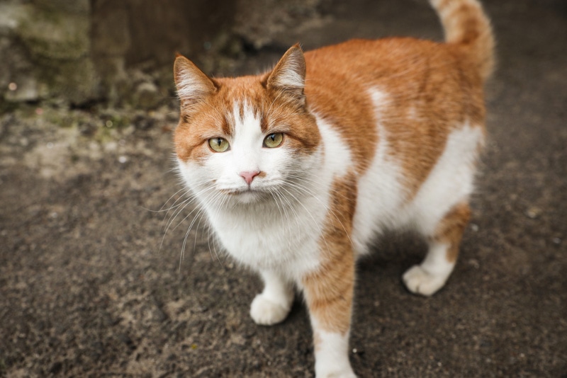 stray cat walking outdoor
