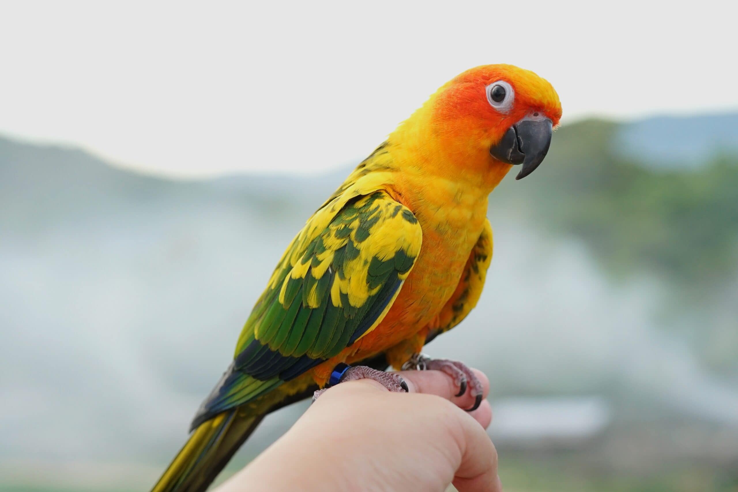 sun conure parrot