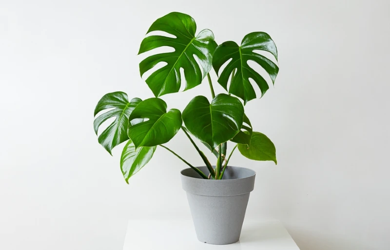 swiss cheese plant (Monstera deliciosa) in gray pot