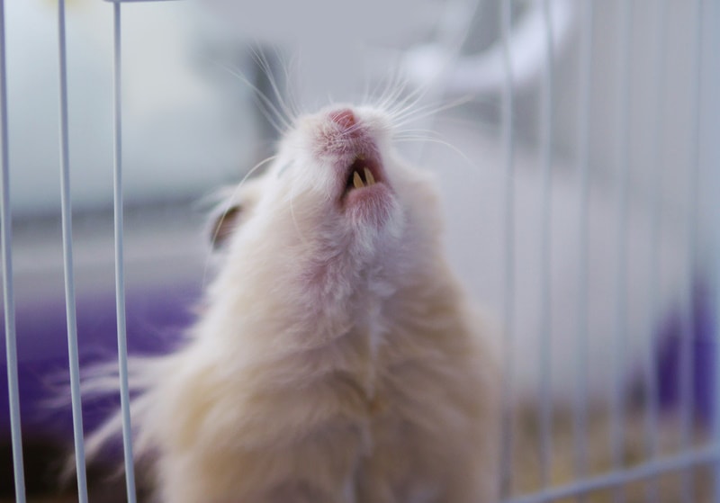 syrian hamster showing his teeth