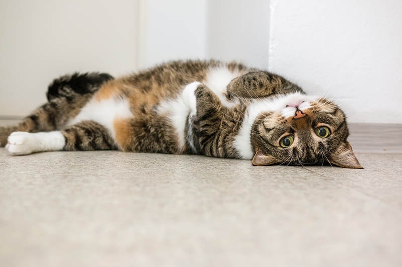 tabby cat rolling on the floor