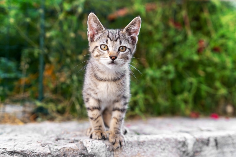 tabby kitten sitting at the park