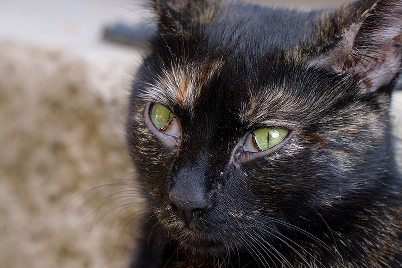 tortie cat with third eyelid