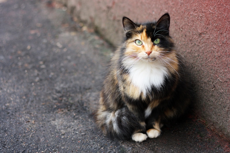 tri-colored cat sitting near the old walls of the house