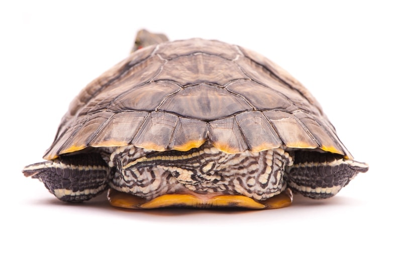 one Pond slider isolated on the white background