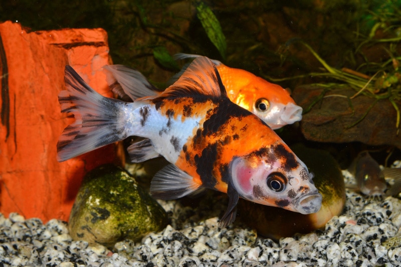 two goldfishes in the aquarium