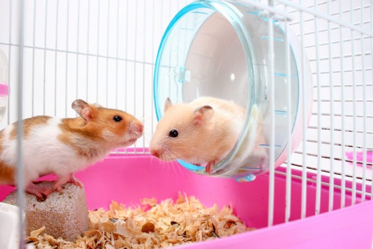 Stunning Sepsis In Hamsters image