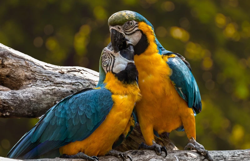 two parrots perched on a tree
