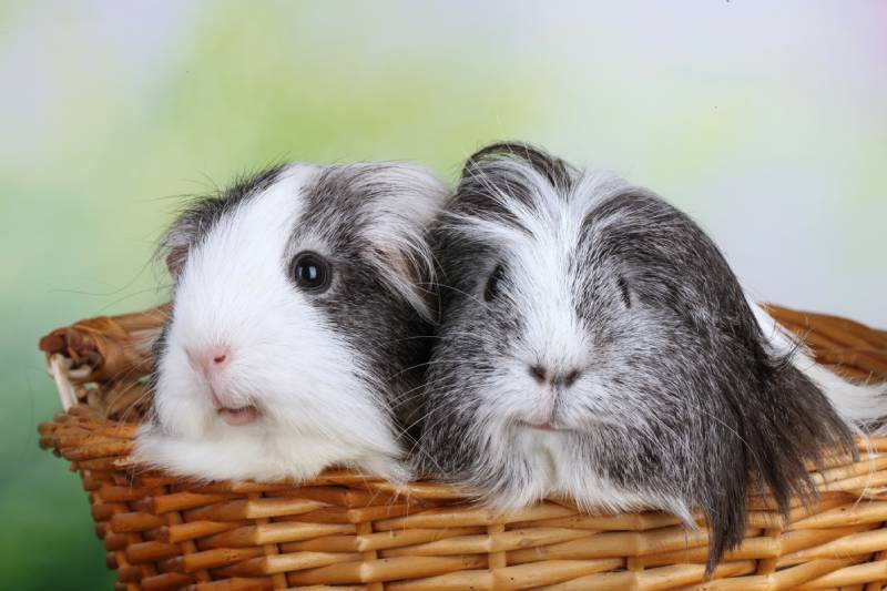 two sheltie guinea pigs sitting in a basket