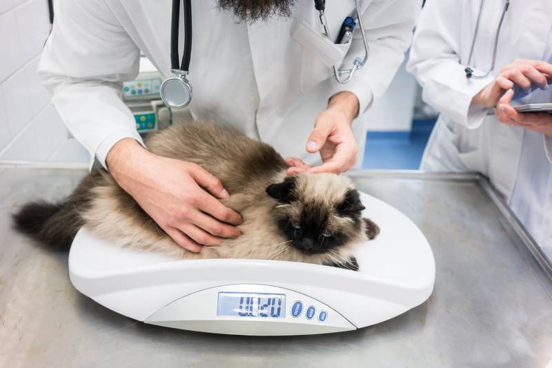 vet checking cat body weight