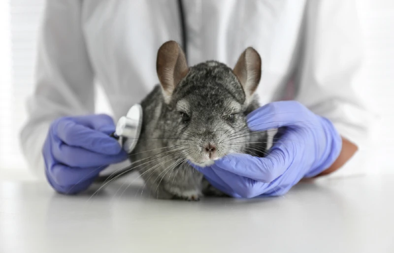 veterinarian doctor examining chinchilla with stethoscope