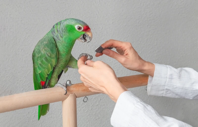 veterinarian sharpening the claws of an amazon parrot bird on a perch
