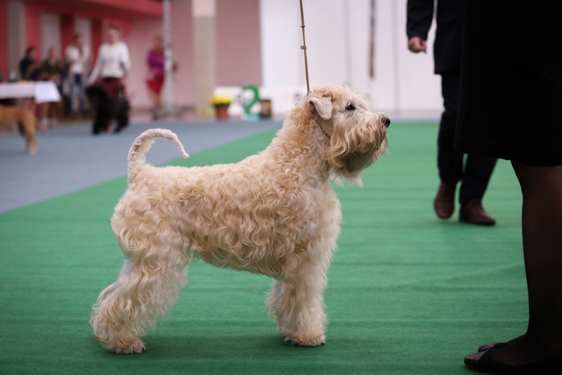 wheaten terrier dog standing near owner