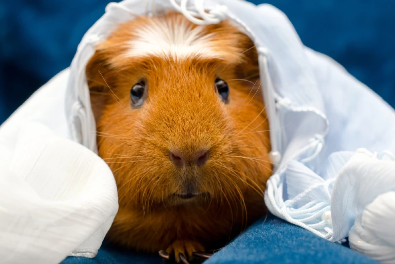 white crested guinea pig underneath a thin cloth