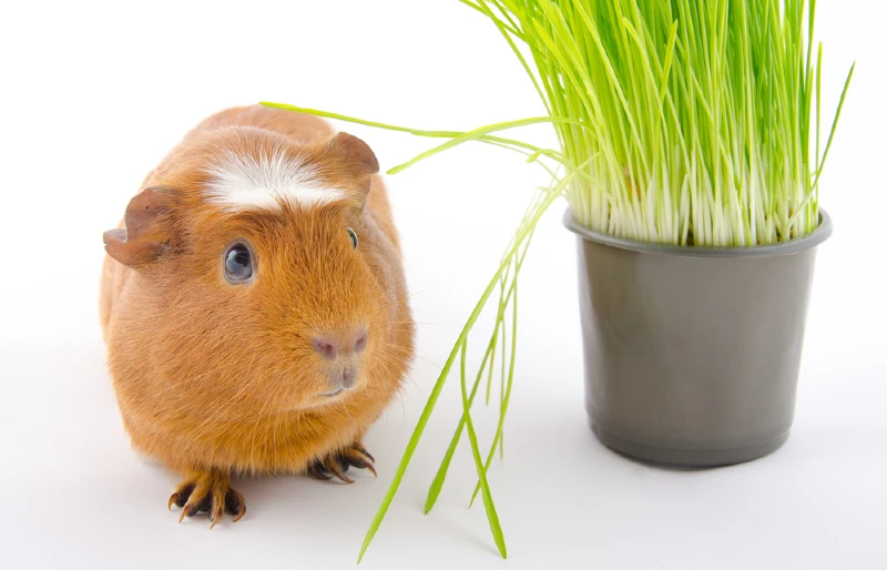white crested guines pig beside potted pet grass