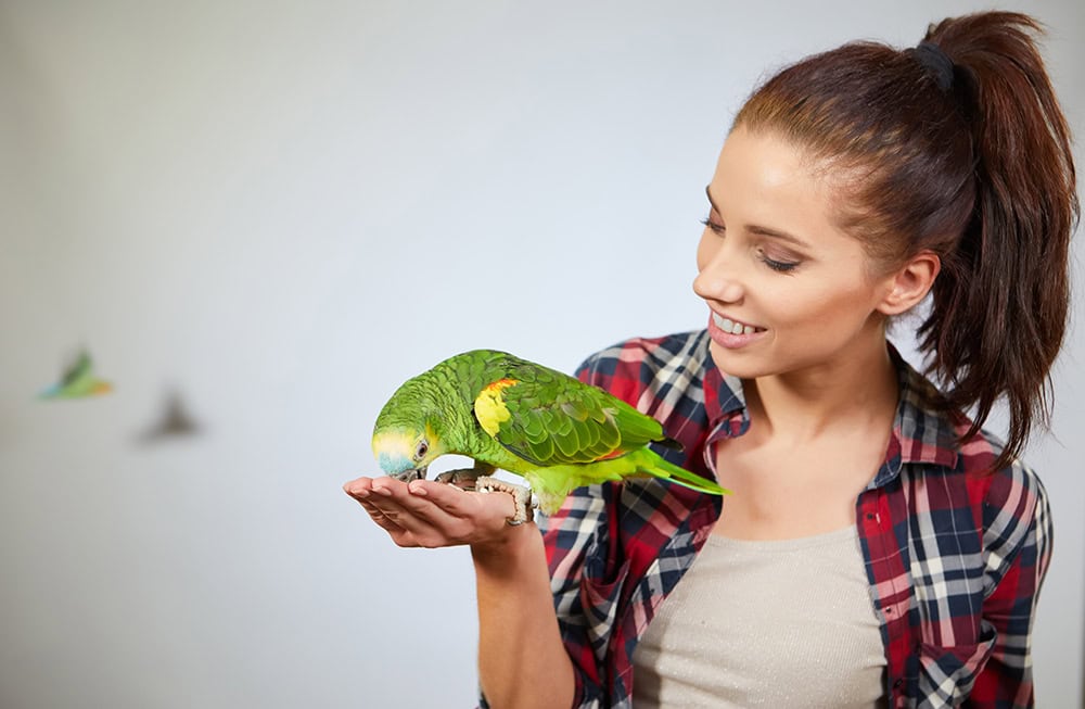 woman feeding parrot on her hand