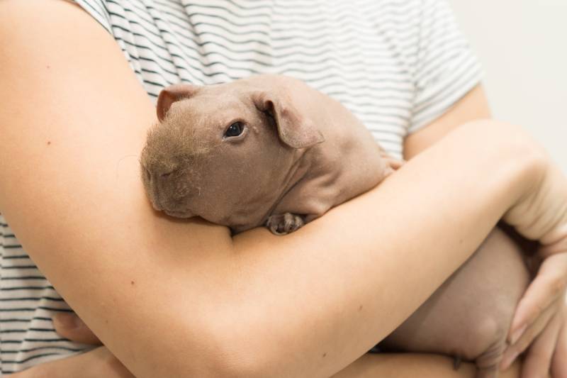 woman holding a baldwin guinea pig