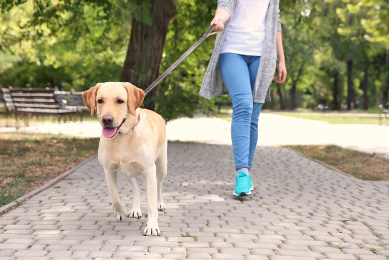 woman walking her labrador retriever dog in the park
