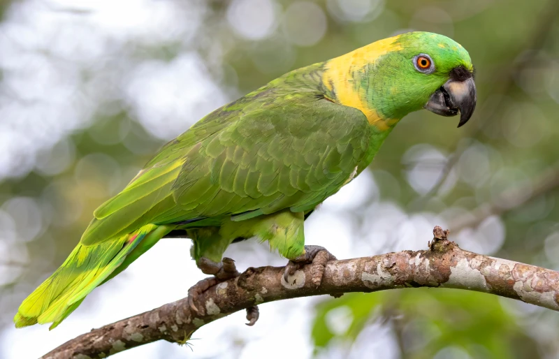 yellow naped amazon parrot bird perched on a branch in costa rica