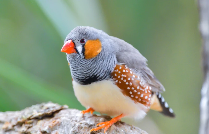 zebra finch (taeniopygia castanotis) perched on a branch