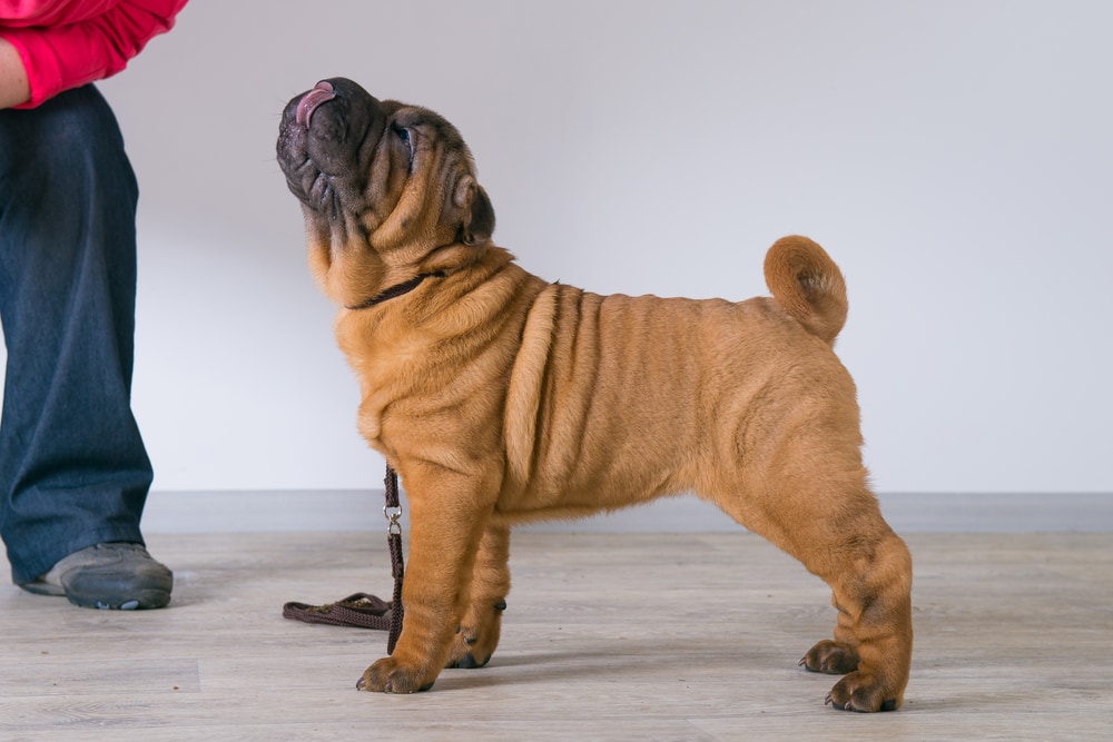 3-month old Shar pei being trained