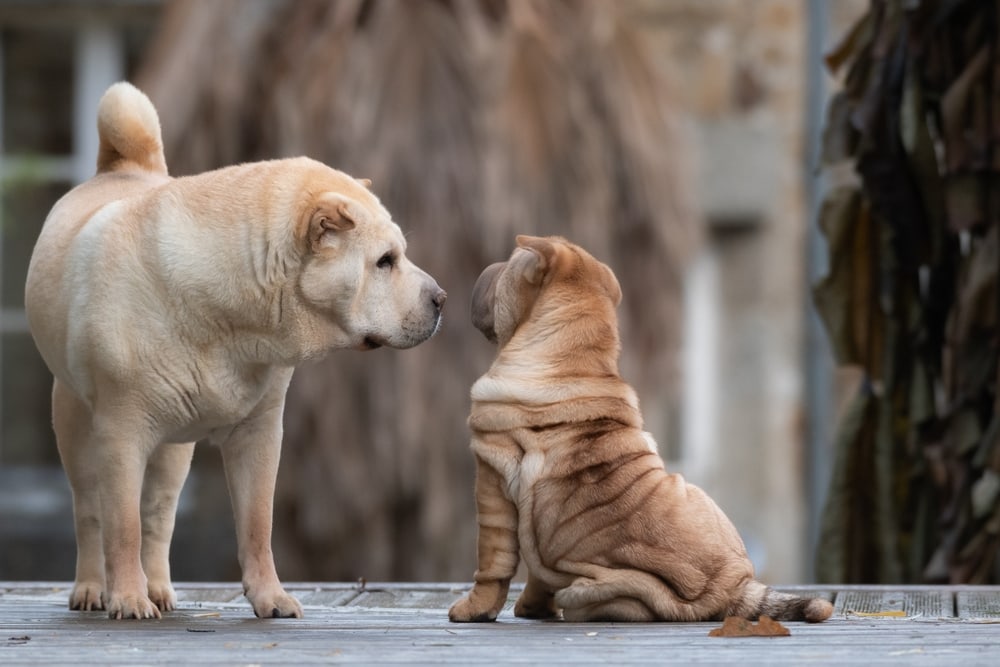 Adult Shar Pei and puppy sniffing