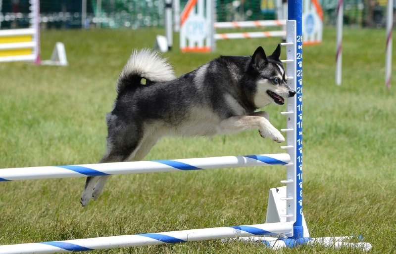 alaskan klee kai leaping over a jump at a dog agility trial