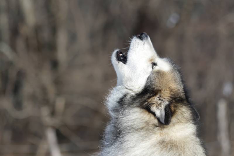 Alaskan Malamute dog howling against trees in winter