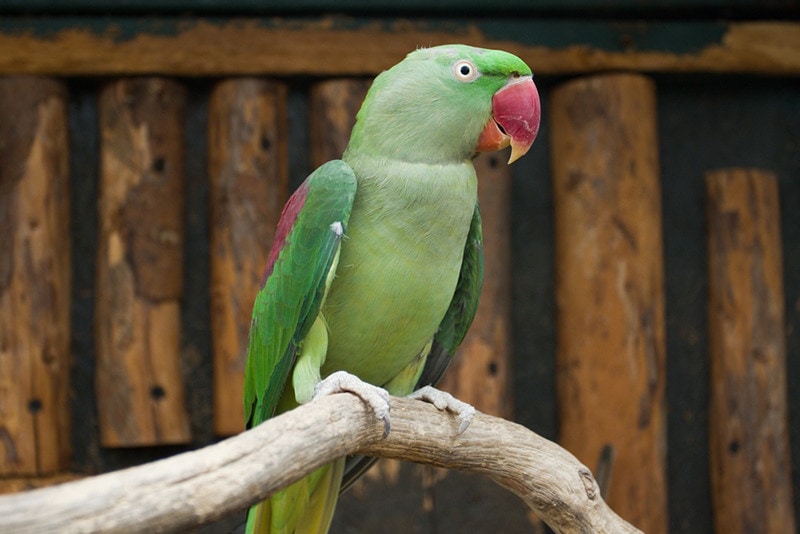 Alexandrine parakeet